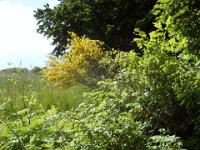 2010-06-03-05-grasellenbach-133 : MTB, Odenwald