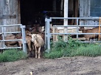 Ziegenstall direkt an der Hütte