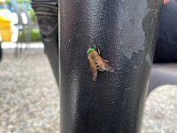 2024-AlpenX-Tag05-22 : Comersee, MTB, Transalp